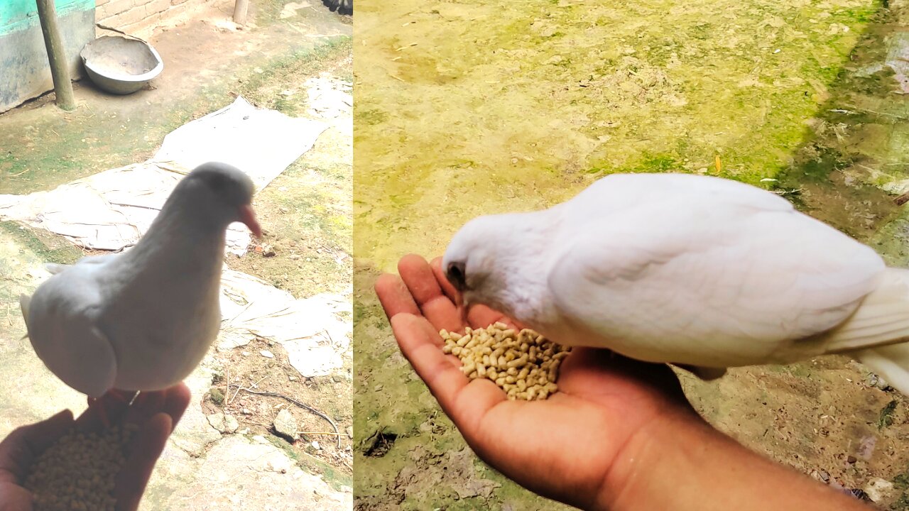 Worlds Famous My Pigeon | The Pigeon Eit on my hand