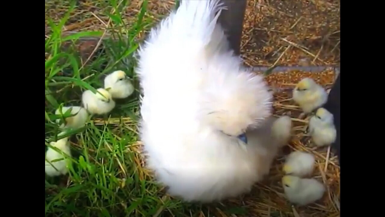 Beautiful Silky or Chinese silk chicken