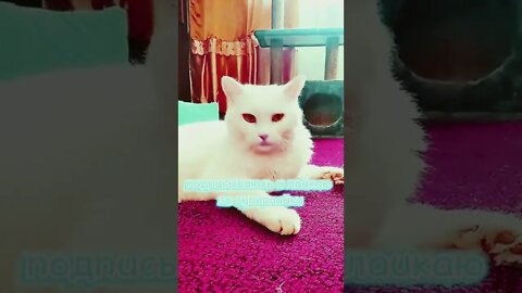 white cats kitten