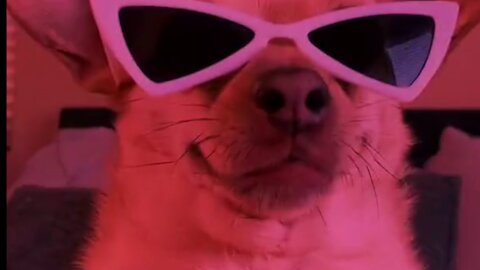 Dog stylish dancing