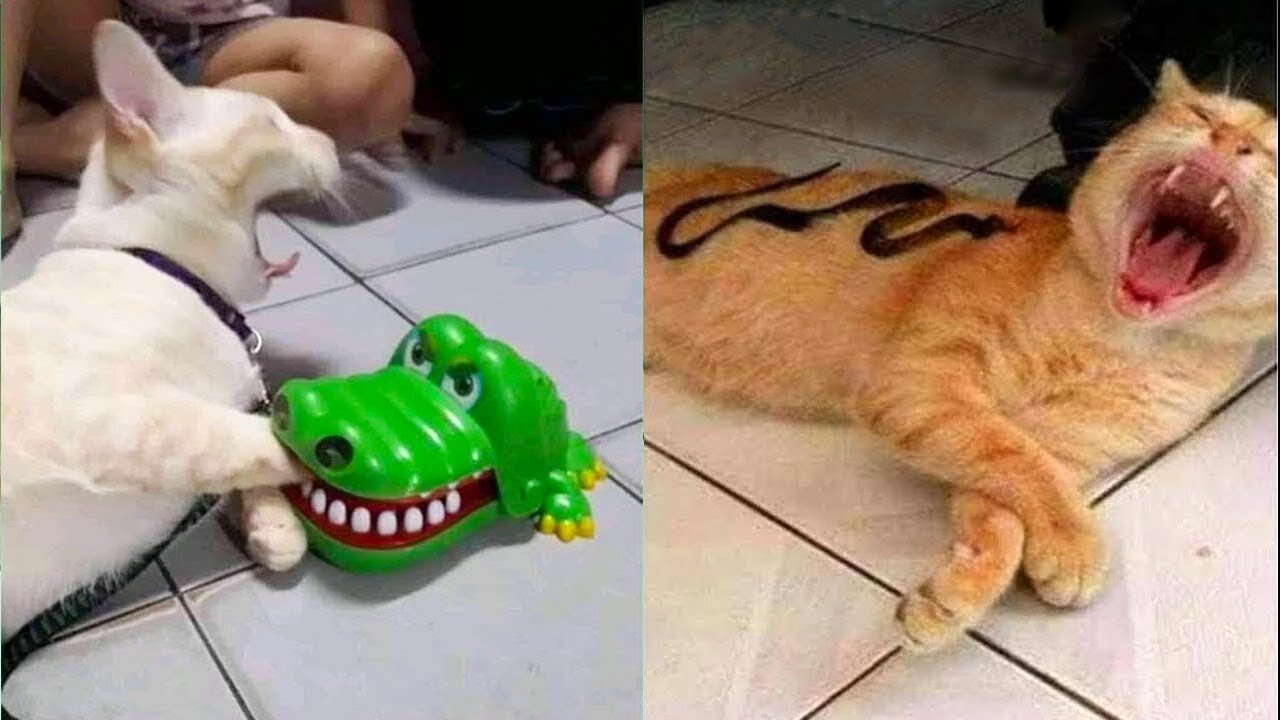 Watch These Funny cat Reaction to Toy (not stop laugh )