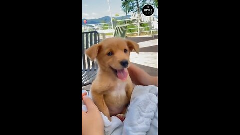 Cute puppy satisfaction video cute animals