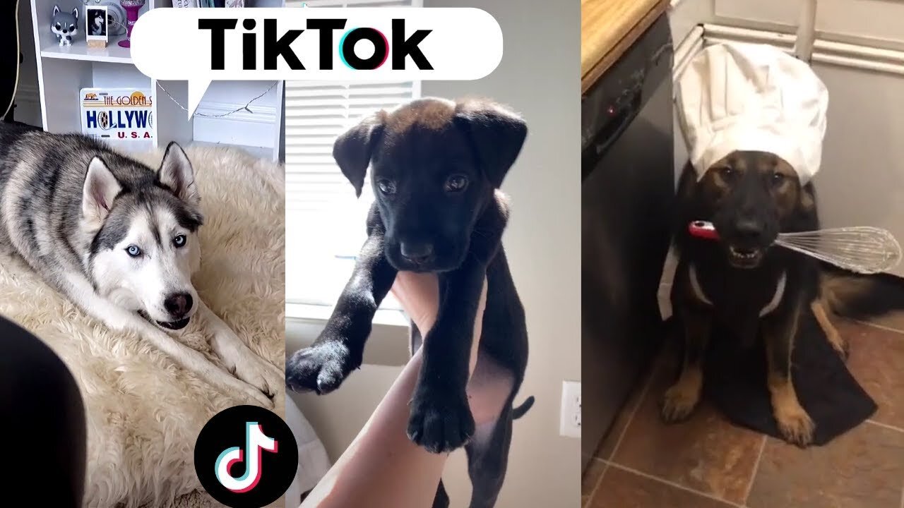 Funny Dogs of TIKTOK Compilation ~ Nothing Cuter Than Cute Little Puppies ~ TIK TOK