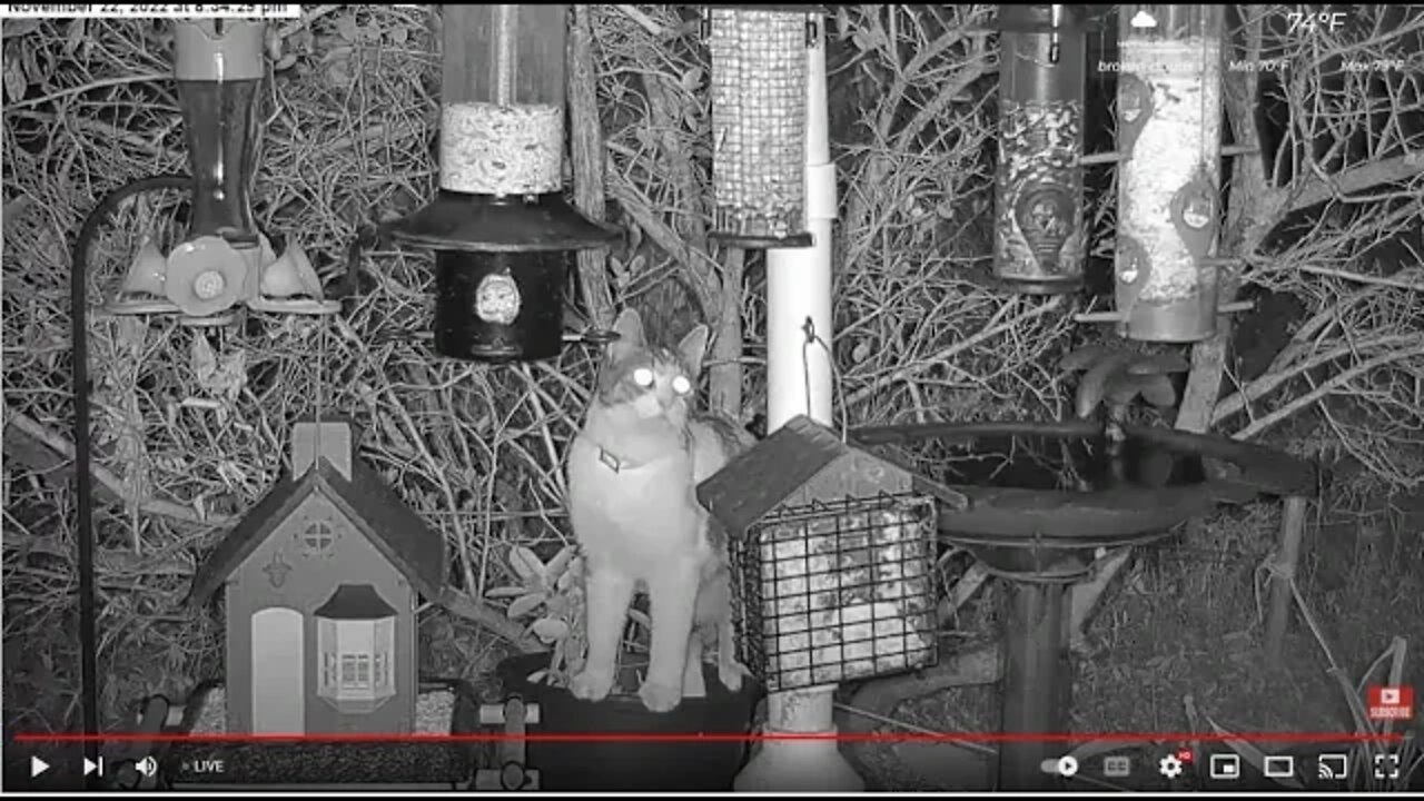 Cat Chasing A Rat On The Bird Feeder