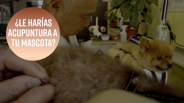 Acupuntura para animales: ¿a favor o en contra?