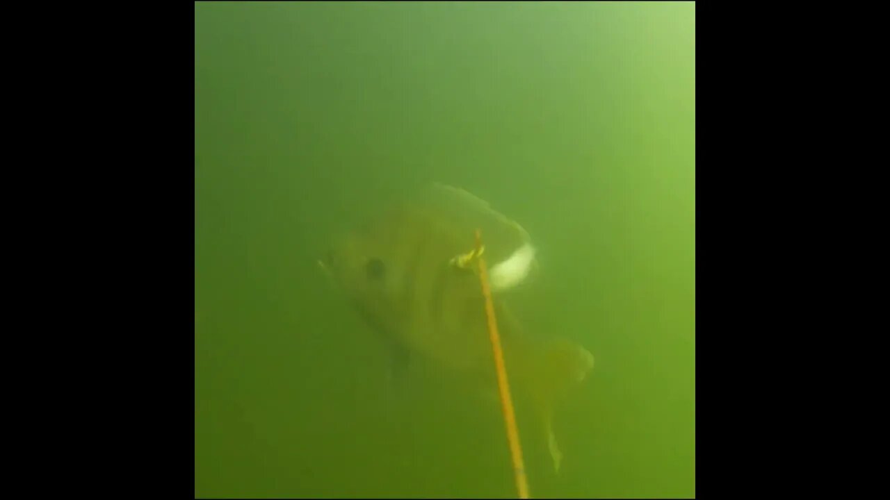 bluegill on the Baitcam
