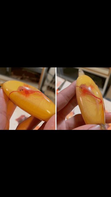 Incredible footage shows a live shark fetus