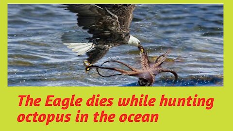 How did octopus kill the hunter Eagle , hunting technic of panther