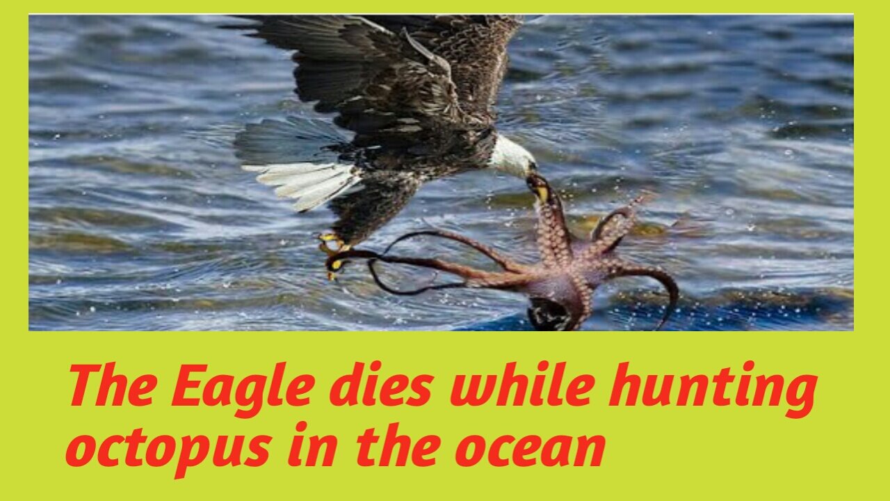 How did octopus kill the hunter Eagle , hunting technic of panther