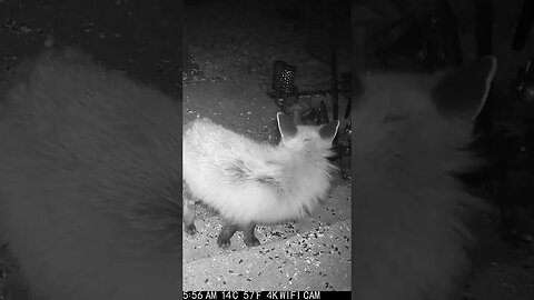 The Wind Blows Through The Foxes Fur! #Shorts 🌬