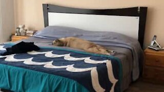 O lugar preferido deste cão é a cama da dona