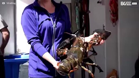 Avete mai visto un'aragosta gigante?