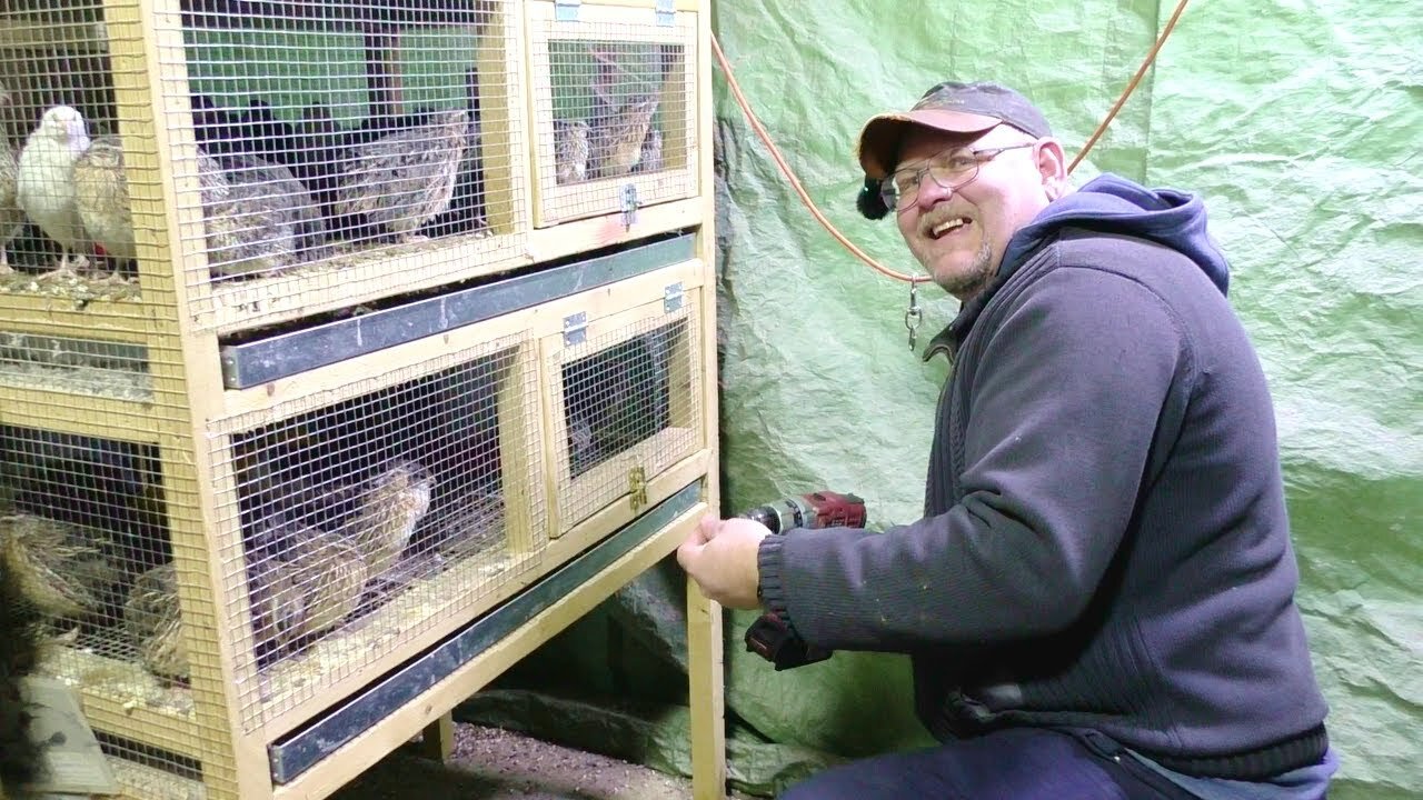 They are trying to ESCAPE!! Quail Cage Alteration