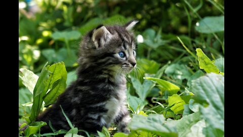 The Best Amusing Feline Tiktok ~ Gathering. (Funny Animals #282)