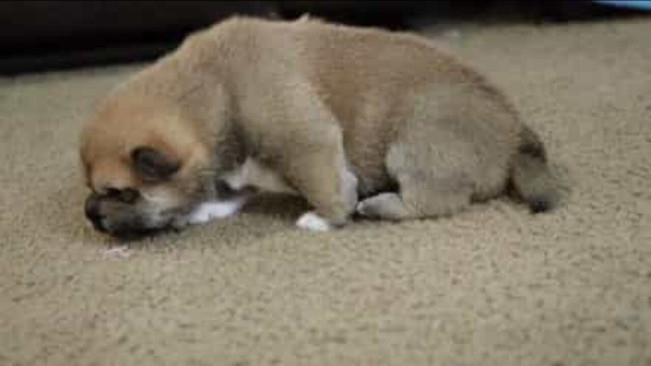 超かわいい子犬のはじめの第一歩