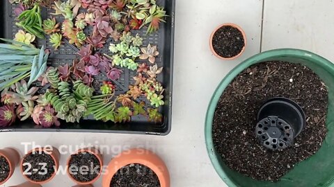 Easy Succulent Garden In A Pot Arrangement For Christmas, Birthday, Mother's/Father's Day Gift