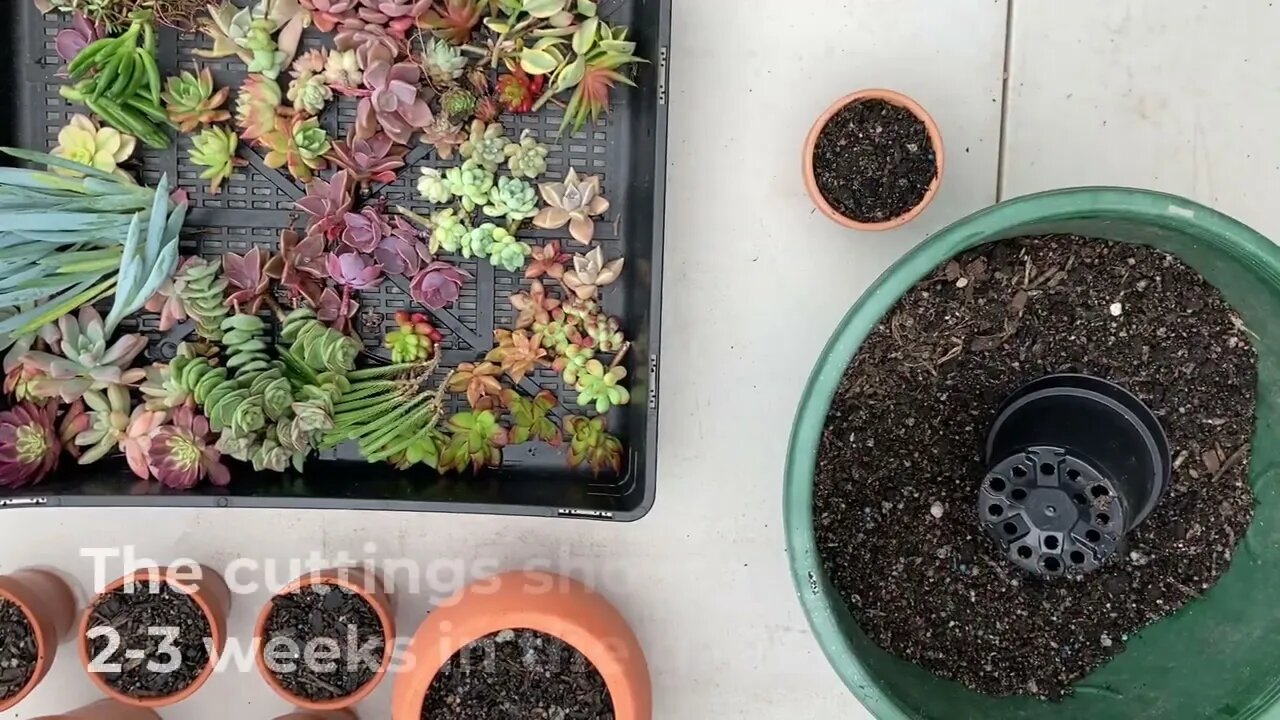 Easy Succulent Garden In A Pot Arrangement For Christmas, Birthday, Mother's/Father's Day Gift