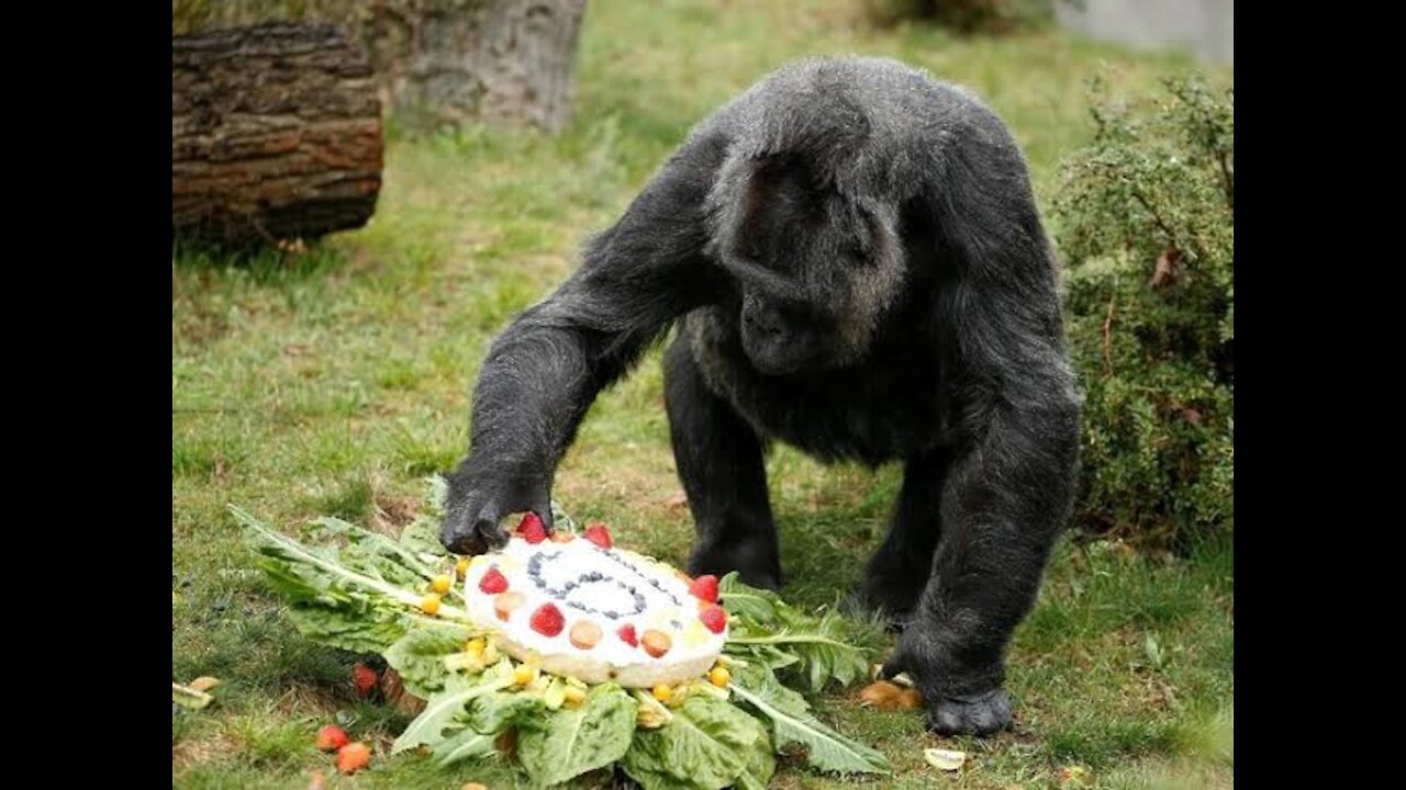 Very cute gorilla funny video
