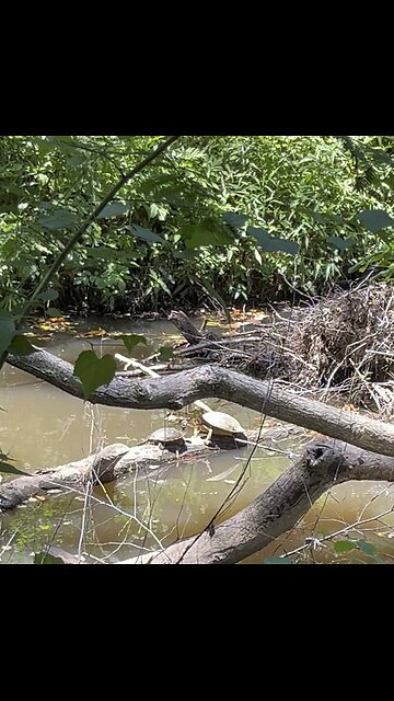 Happy Turtles Getting some Sun