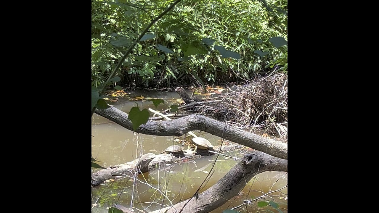 Happy Turtles Getting some Sun