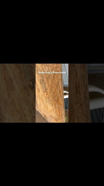 Does anybody know what kind of bug this is?