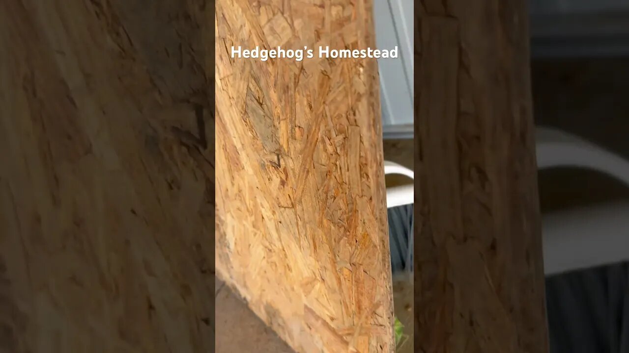 Does anybody know what kind of bug this is?