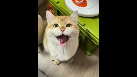 Yawning mid chirping Chyawping