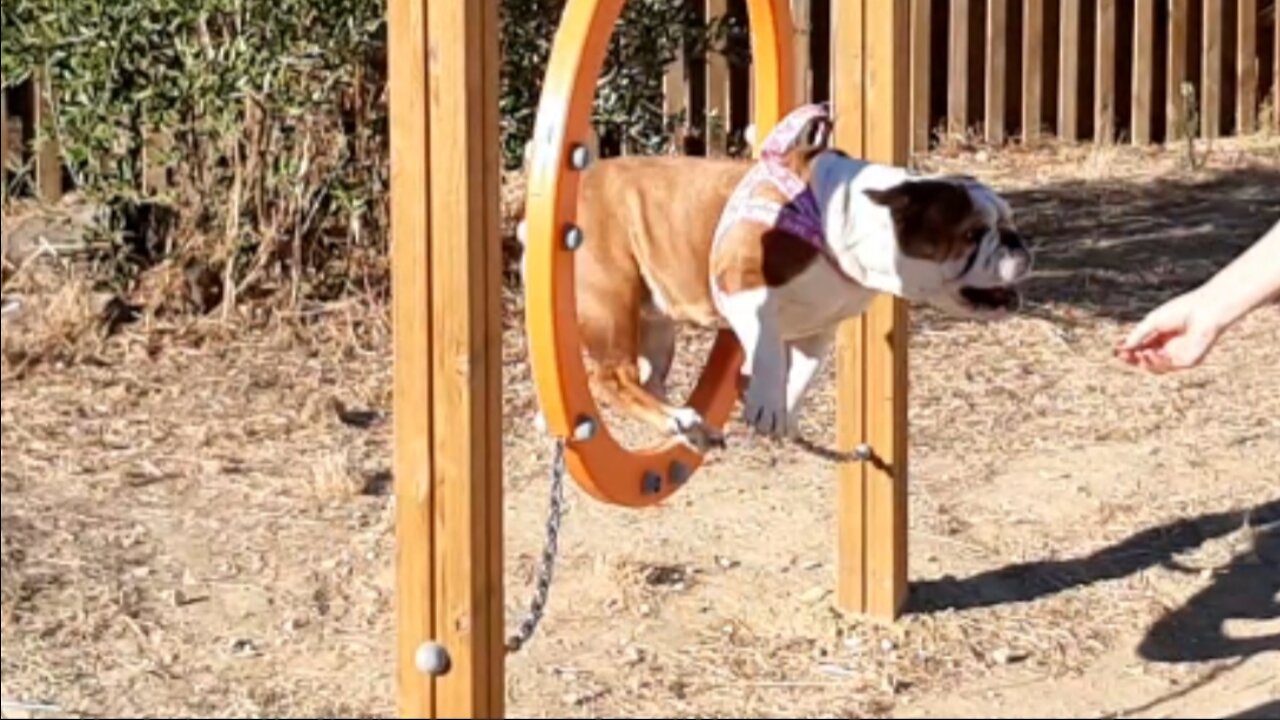 English Bulldog exceeds dog agility course expectations