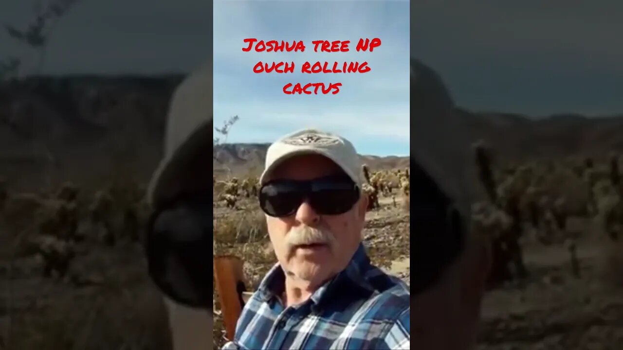 Joshua Tree NP - JUMPING CHOLLA CACTUS OUCH !!! #shorts