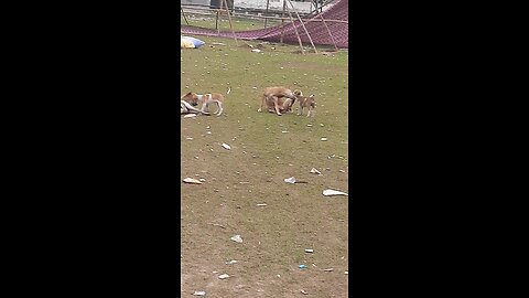 Dog_ Bitch _Puppy playing in the field