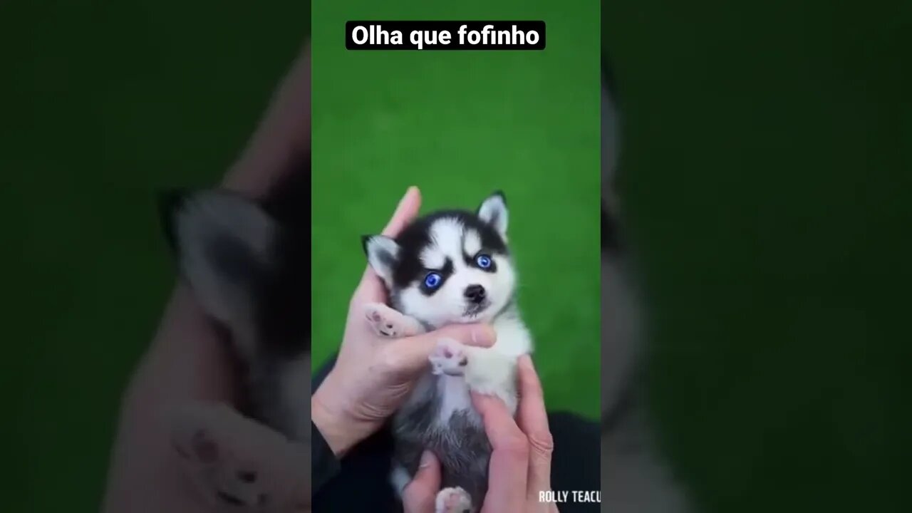 Animais fofinhos # 1