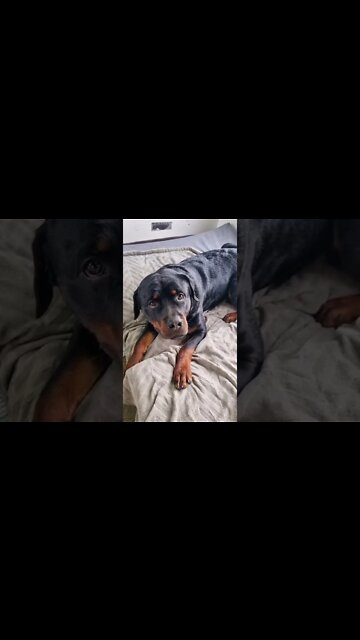 Hilarious Rottie 🤣 #Shorts #rottweiler #dogs
