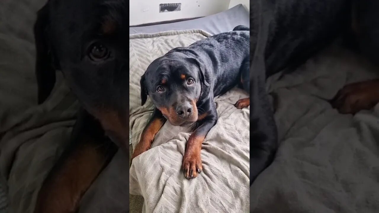 Hilarious Rottie 🤣 #Shorts #rottweiler #dogs