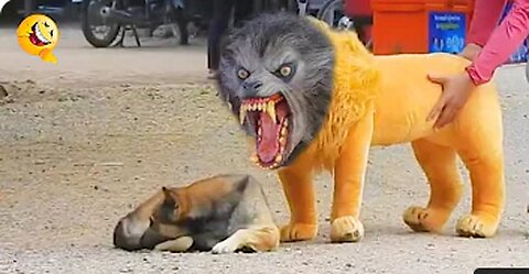 Troll Prank Dog Funny & fake Lion and Fake Tiger Prank To dog & Huge Box Prank to dog