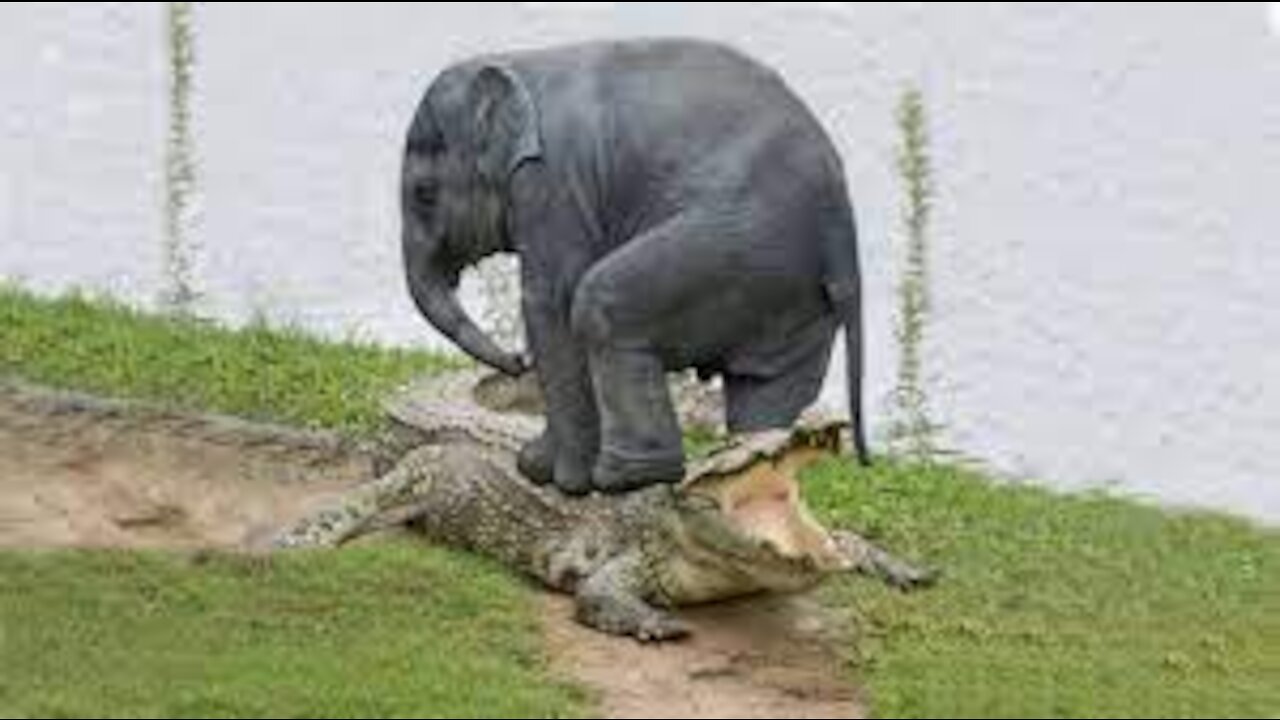 Amazing Elephant Save Baby Elephant From Crocodile Hunting