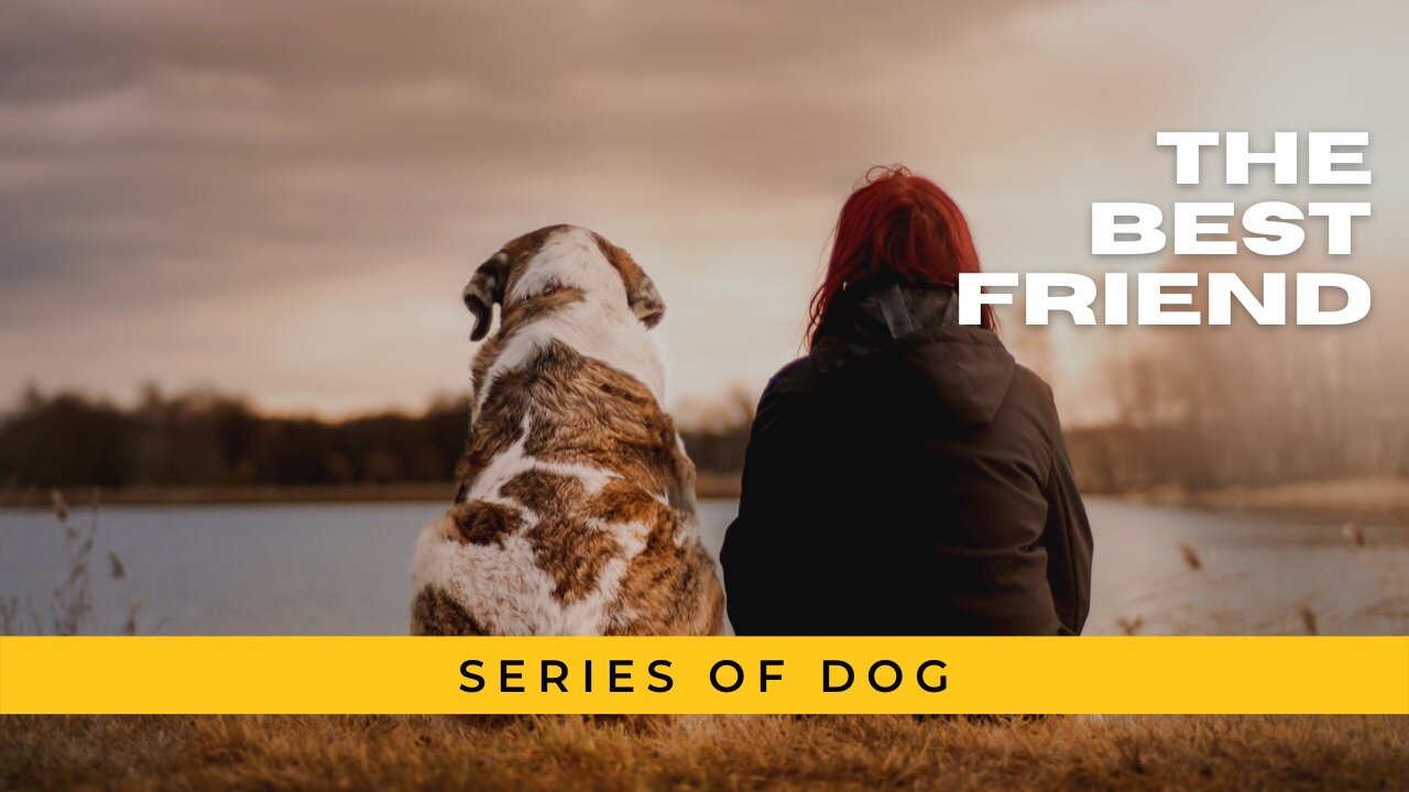 The Best Friend - Series of dog