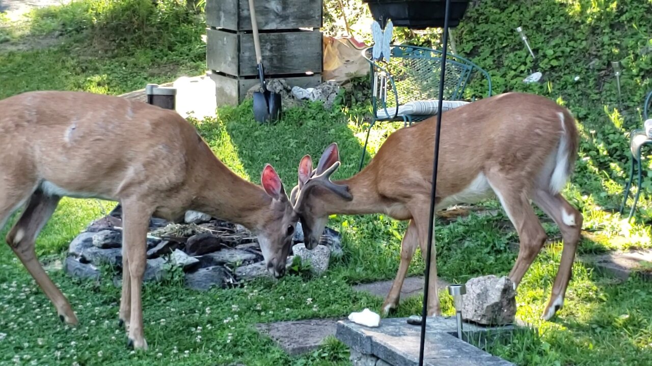 Bonding and Cleaning