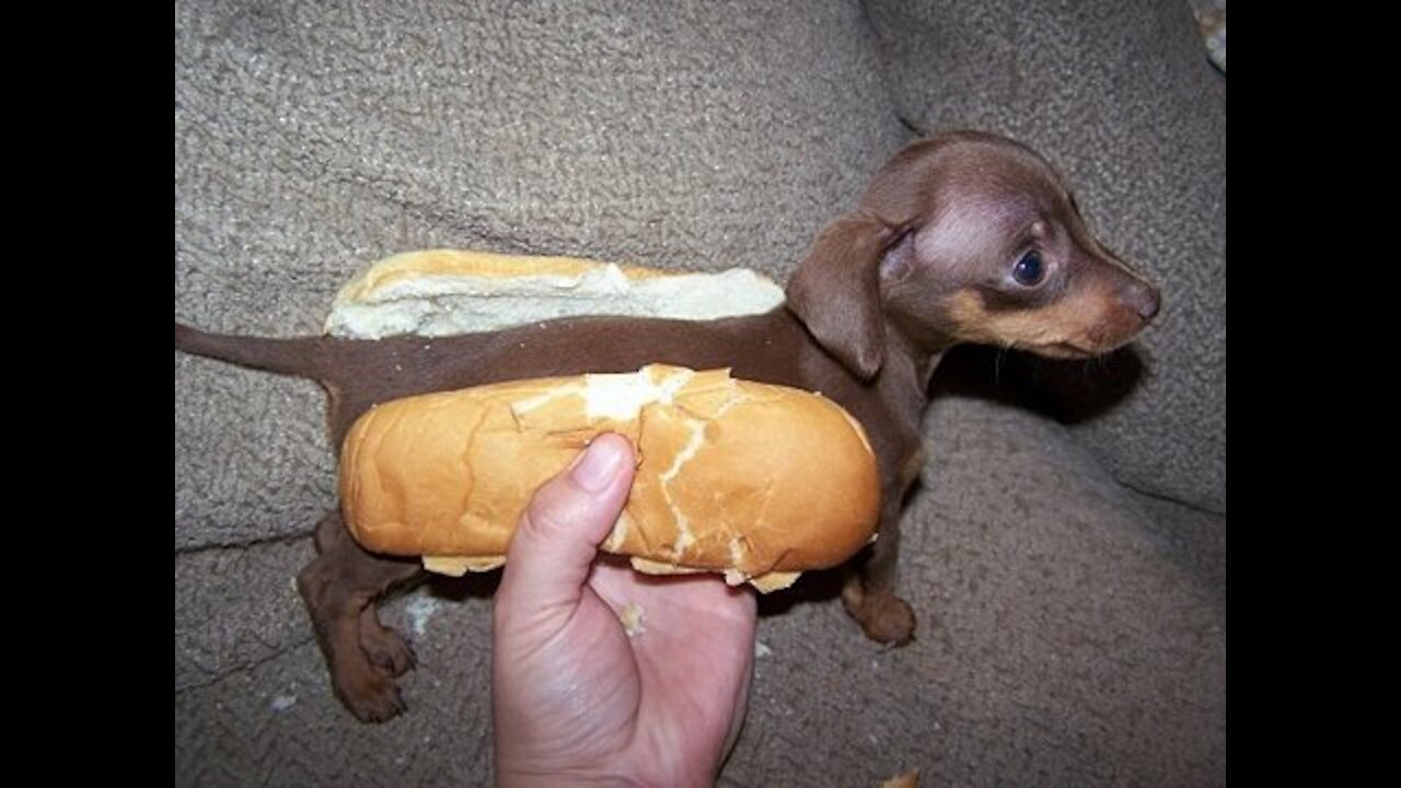 Cutest puppies | best pet dogs | 100% u will not regret after watching this
