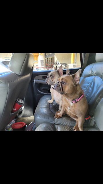 My Gang Of Frenchies!!!