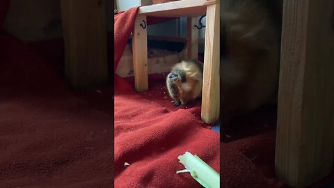 Cute Guinea pig cleaning herself