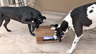 Great Danes Use Teamwork To Open Gift Box ~ "Dane-Namic" Duo