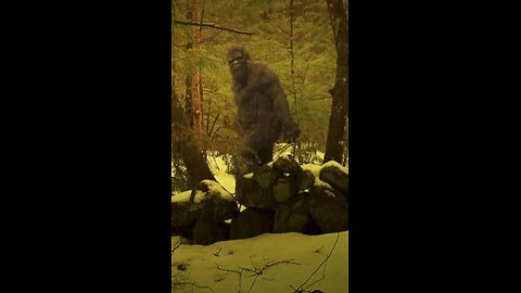 Canadian Driver Hit and Runs Holographic Sasquatch