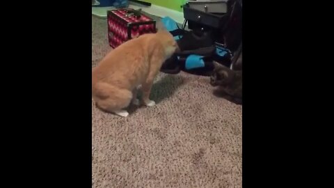 Cat standing on his own tail
