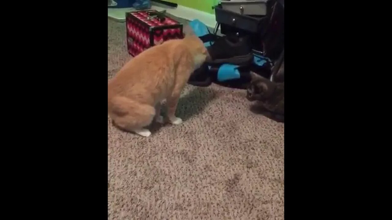 Cat standing on his own tail