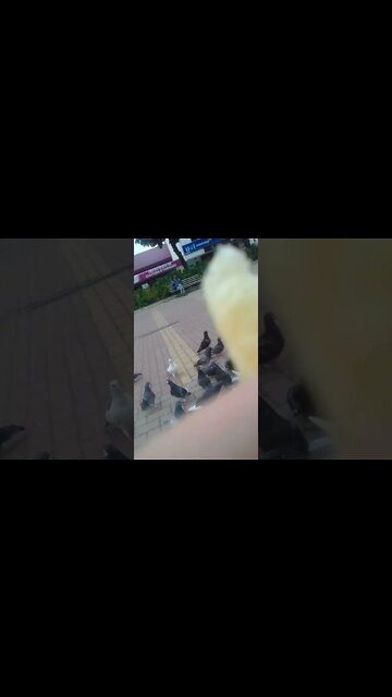 os pombos na praca pt7 #shorts