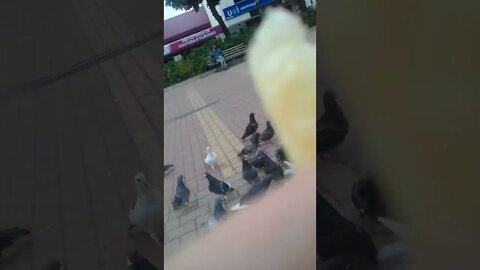 os pombos na praca pt7 #shorts