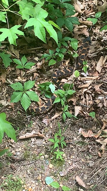 My Dog Spotted this Copperhead on Our Walk