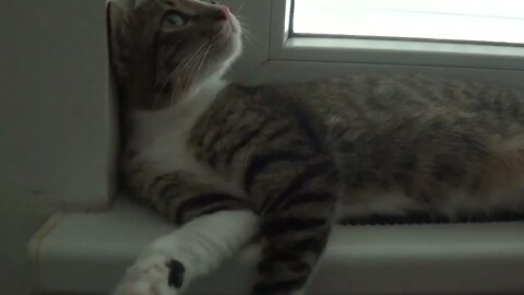 Lazy Kitten
