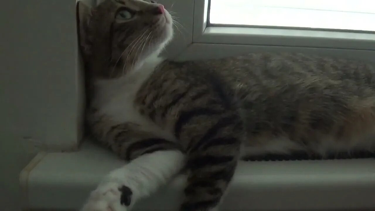 Lazy Kitten