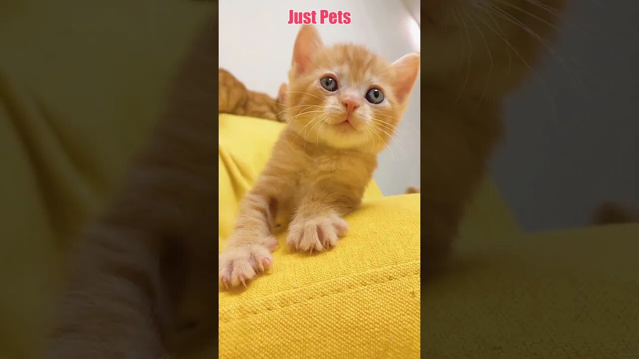 Little orange cat,what color cat do you like? Tiktok cats #shorts